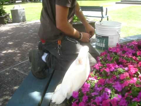 Cockatoo in Centennial Park part 3