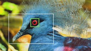 Bird Detection AF - How Effective Is It?