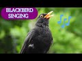 Song and calls of the blackbird  birds of croatia  relax with the beautiful song of blackbird 4k