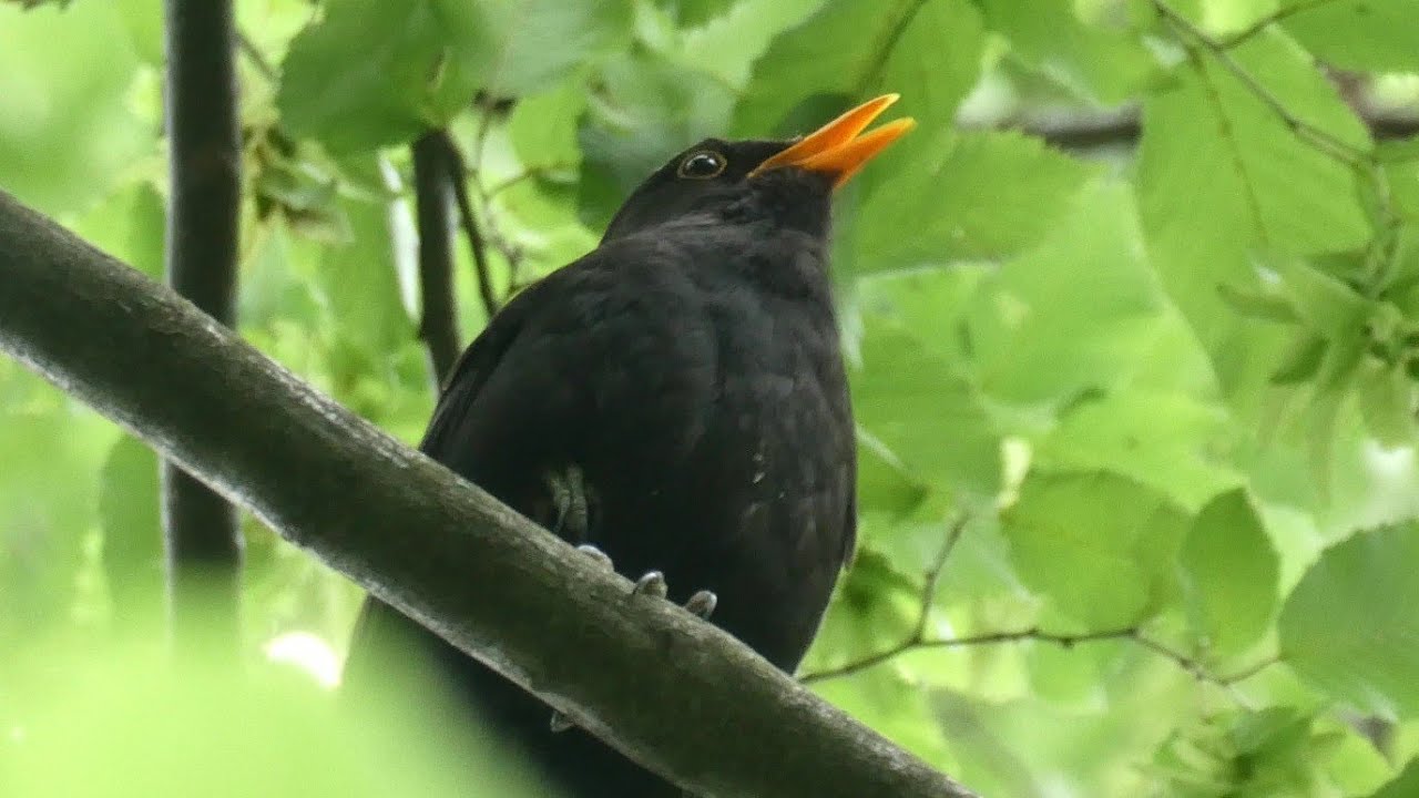 Song and calls of the Blackbird | Birds of Croatia | Relax with the beautiful song of Blackbird ▶️4K Song and calls of the Blackbird | Birds of Croatia | Relax with the beautiful song of Blackbird ▶️4K