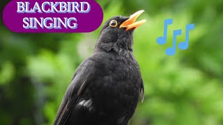 Song and calls of the Blackbird | Birds of Croatia | Relax with the beautiful song of Blackbird ▶4K