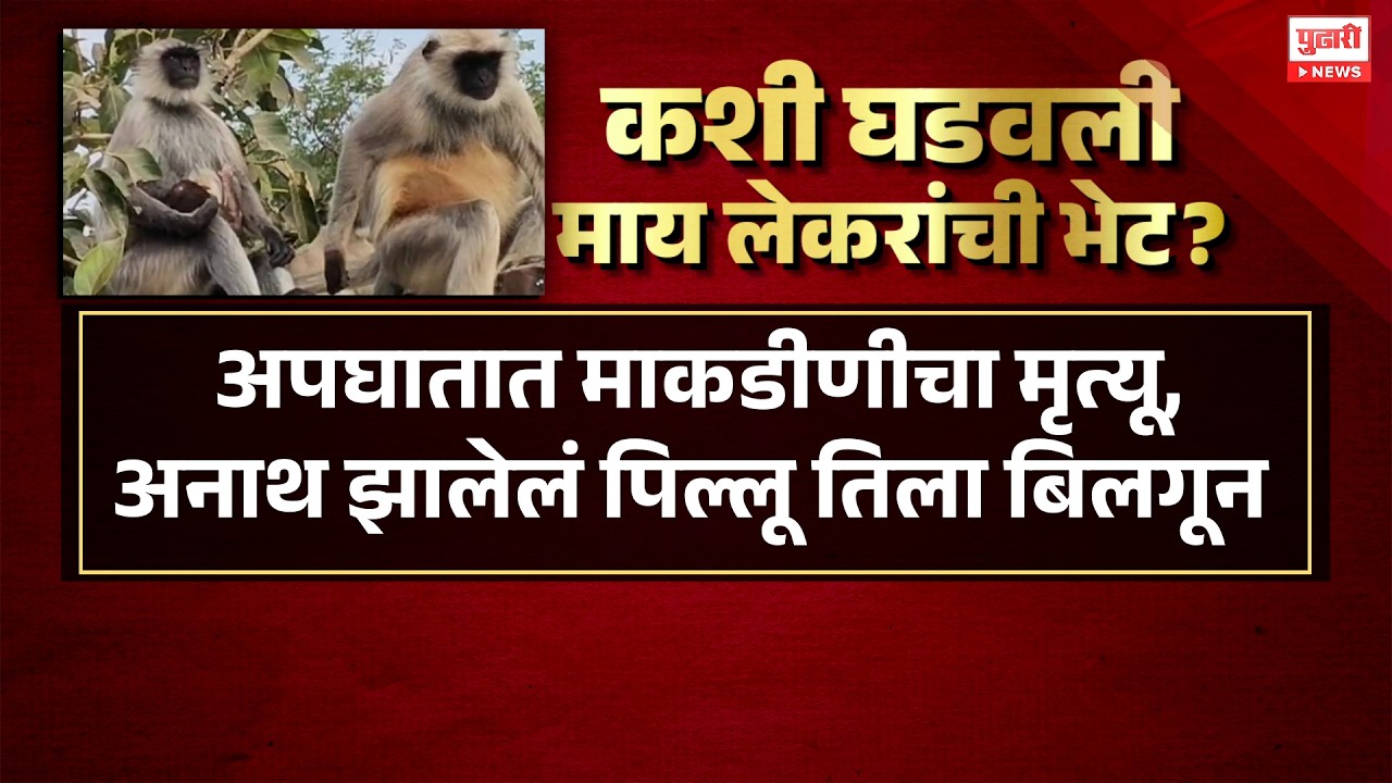 Pudhari News | अनाथ पिल्लाला मिळाली मायेची सावली, भारतीय पंच बिलगला जिवंत आईशी | Special Report