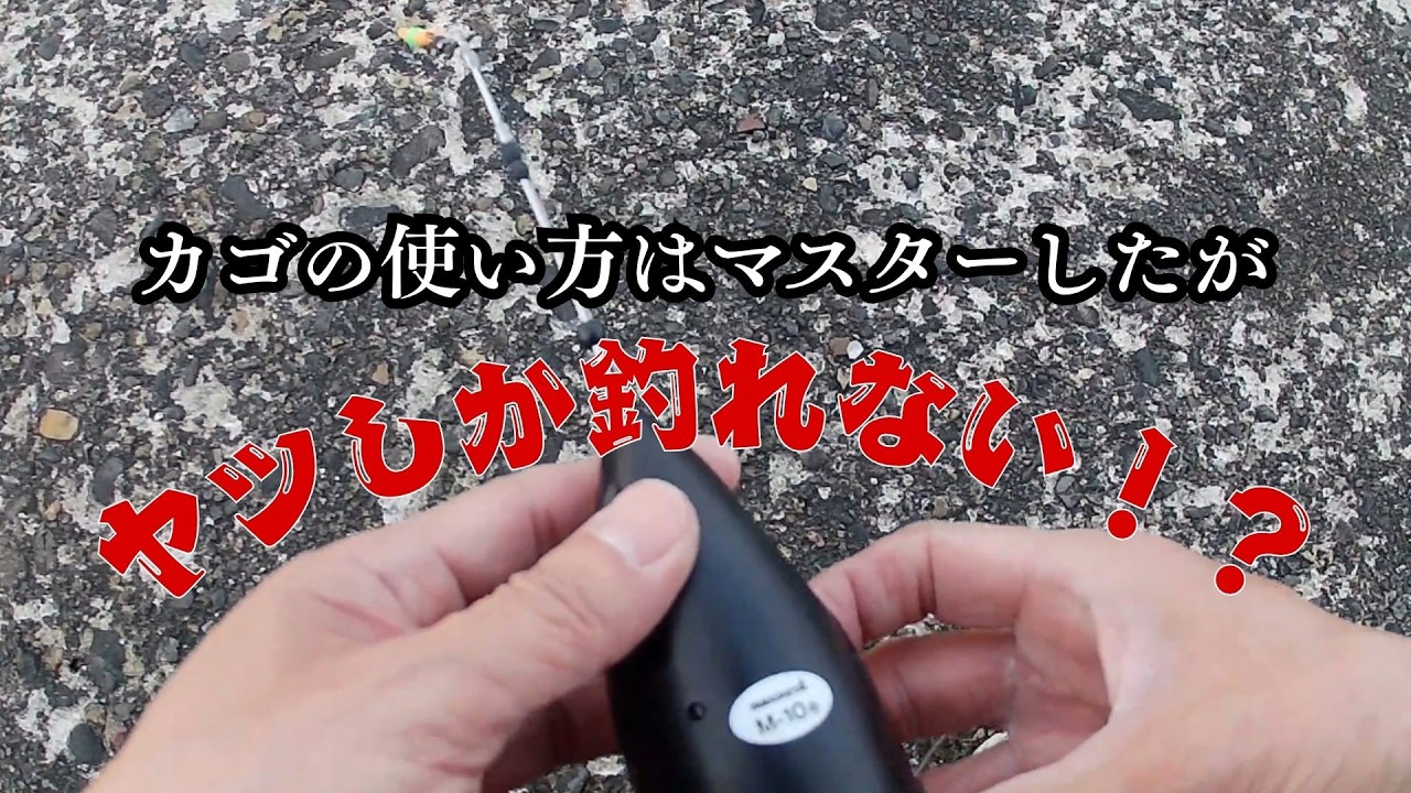 かこ♪ IT'S FINALLY HERE❢❢ THEY SHOWED UP AGAIN THIS YEAR😱🐡 - YouTube