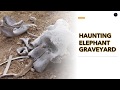 Haunting elephant graveyard  warning  graphic content