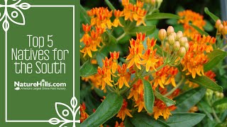 Top 5 Native Plants for the South