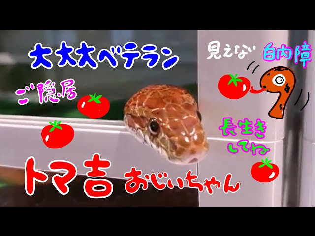 白内障と診断されたヘビ、おじいちゃんになっても元気なコーンスネーク