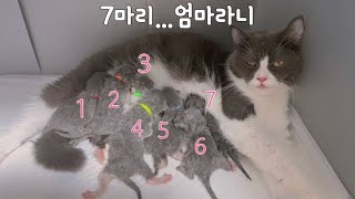 ||7마리 고양이출산|| #첫리터#7마리#예정일지남#순산the first birth of a cat