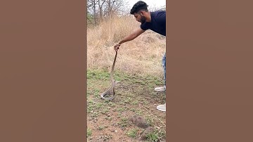 Giant Cobra & Python release | Full size नाग & अजगर | #spectacledcobra #rockpython #cobra #cobras