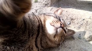 公園のデブキジトラ野良猫、ねこじゃすりに喜ぶ