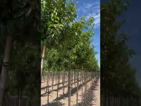 Video: Callery Chanticleer Pears - Chanticleer Armud Ağacı Problemləri və Baxım Məlumatı