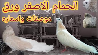 الحمام الاصفر ورق وموصفاته واسعاره وانواعه والوانه