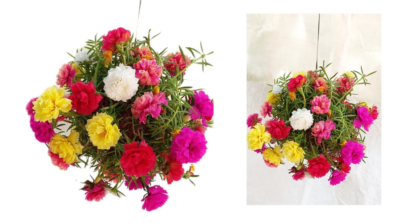 Table Rose Garden | Gardening Ideas | Garden Decoration Ideas | Paturose | Pathumani Poovu | Garden