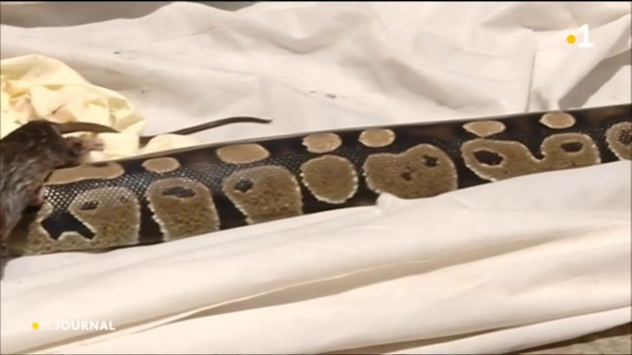 INEDIT : un boa sème la panique à Mayotte