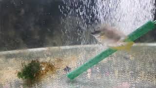 SALAH SATU IKAN ALGA EATER FAVORIT SAYA.. SAMADAR CICIT PADANG