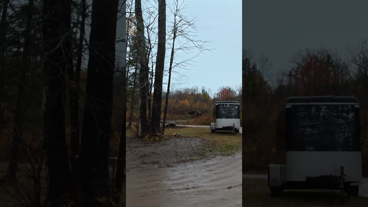 2 Moose In My Backyard!  