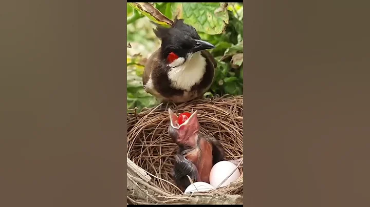 baby bird choking to death by fruit #shorts #film #4kstatus