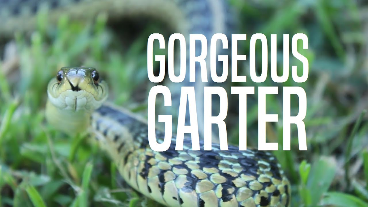 experience regina The Gorgeous Garter Snake