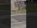 Can I pet that dooggg 🤣..#notadog #notapet #canine #canadawildlife #coyote #wolves #animals #amazing