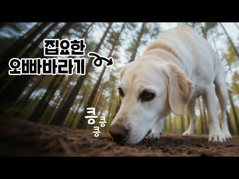 훈련받지 않은 리트리버가 1.4km 밖의 사람을 찾아낼 수 있을까?