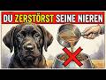 10 Tödliche Fehler, Die Die Nieren Deines Hundes Zerstören Können (Tierärzte Warnen)