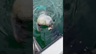This Baby Seal Is So Adorable 🥰