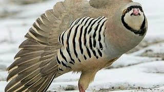 Горная Куропатка (Кеклик) вТаджикистане 2020  Partridges,Keklik in Tajikistan 2020