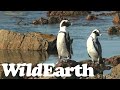 WildEarth - Penguin Beach - 08 May 2022