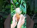 Picking a ripe sapodilla fruit from the tree and splitting it to see the sweet flesh inside