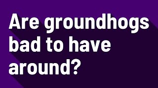 Are groundhogs bad to have around?