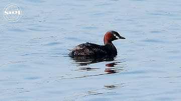 นกเป็ดผีเล็ก(Little Grebe or Dabchick) Tachybaptus ruficollis poggei (Reichenow, 1902)