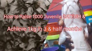 How to Raise 1000 juvenile CATFISH and achieve 1kg in 3 & 1/2 months
