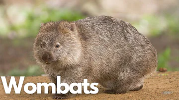 Wombats: The Secret Life of Australia's Burrowing Marsupials