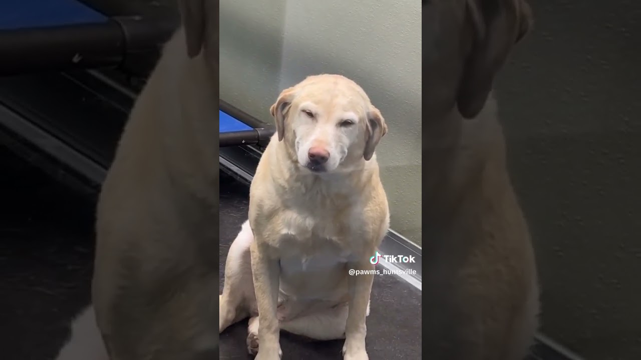 Happiest Dog Ever - Maggie