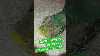 Green budgies laying eggs  Breeding progress #shorts#birdsbreeding #ytshorts #parakeet