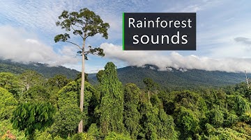 Relaxing rainforest ambience - Lazy afternoon in Borneo