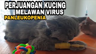 CIRI CIRI KUCING TERKENA VIRUS PANLEUKOPENIA / DISTAMPER