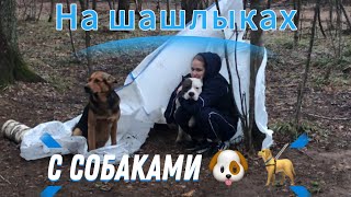 Шашлык с собаками