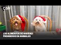 ALIMENTOS PROHIBIDOS para los ANIMALES en NAVIDAD