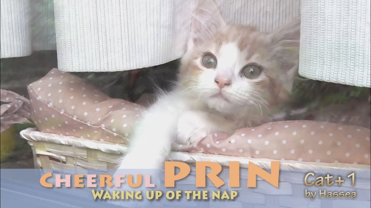 鳥のさえずり アプリ Cute cat PRIN wake up In the twitter of birds.