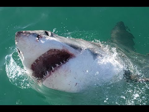 Great White Sharks - Nature Documentary
