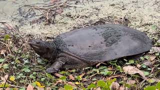 Softshell Turtle has Snorkel-like Snout & Flexible Shell in Sand! Oviedo, Florida 