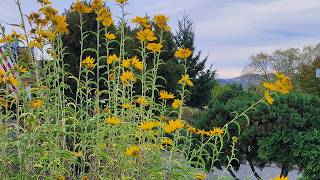 Maximilian Sunflower: The Tall Beauty Your Garden Needs! (with all updates)