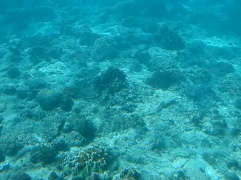 海藍藍