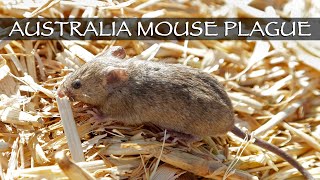 AUSTRALIA MOUSE PLAGUE: Worst infestation in decades inflicts huge losses