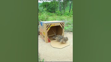 Best Create Bird Trap - Quail Trap #easy bird trap #shorts