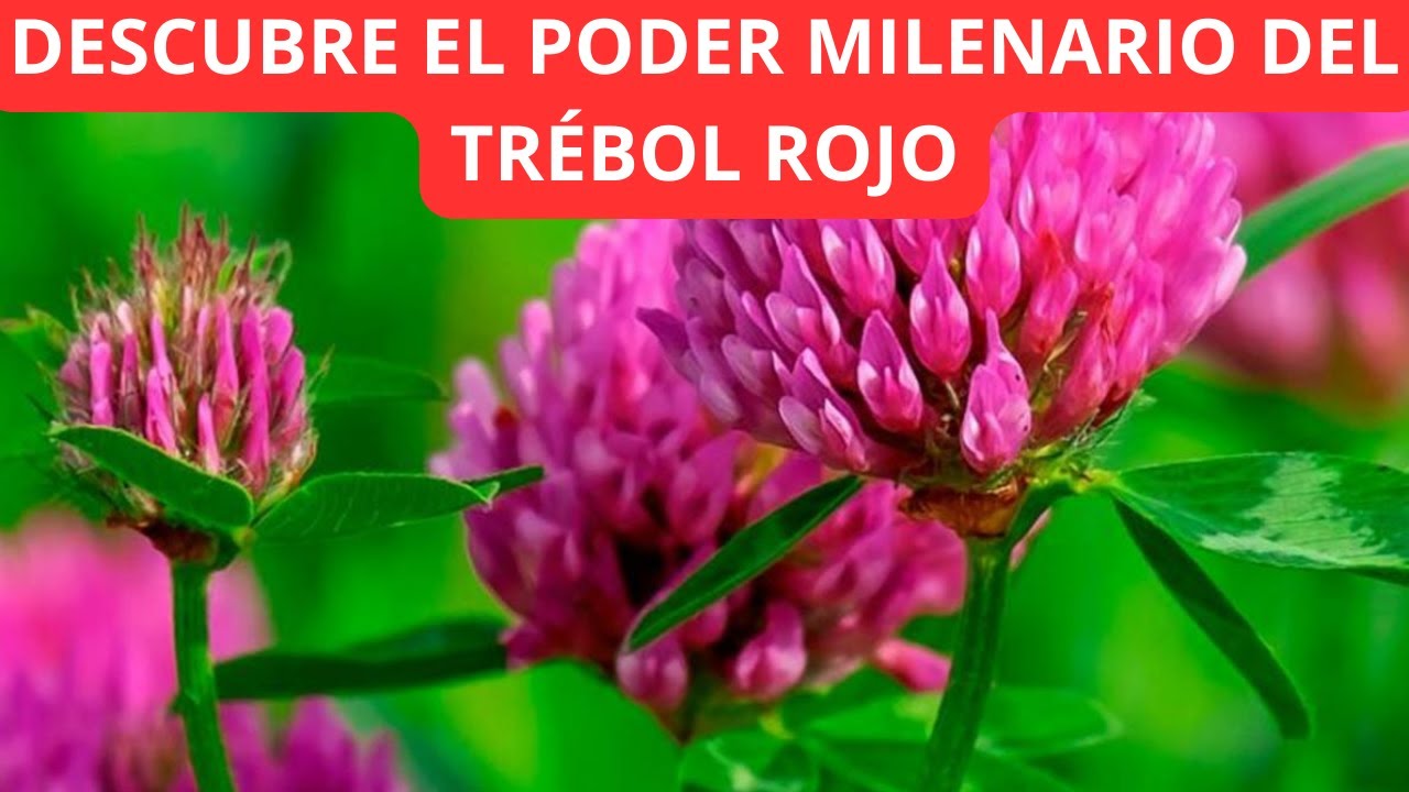 Secretos milenarios: Descubre el poder curativo del trébol rojo # ...