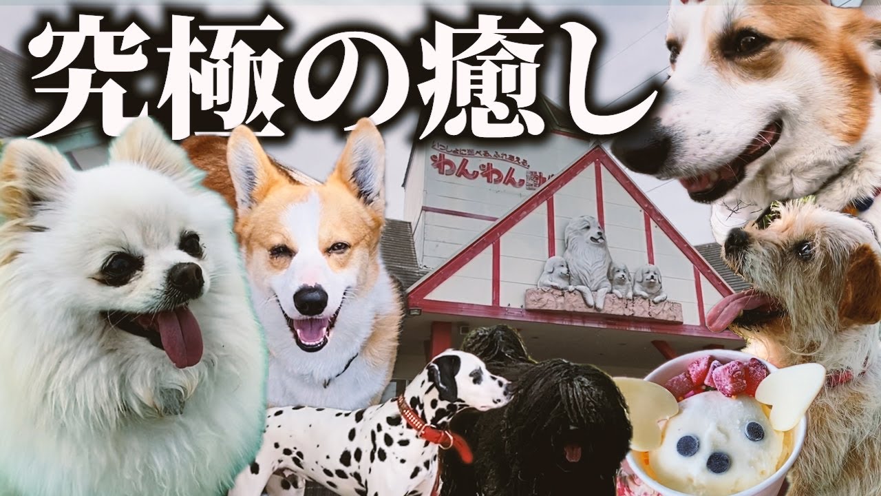 もふもふ空間】ワンさんたちに癒されて疲れも吹っ飛ぶわんわん動物園が