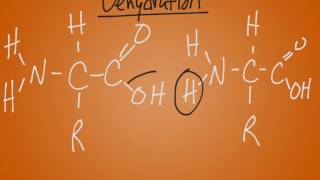 Macromolecules