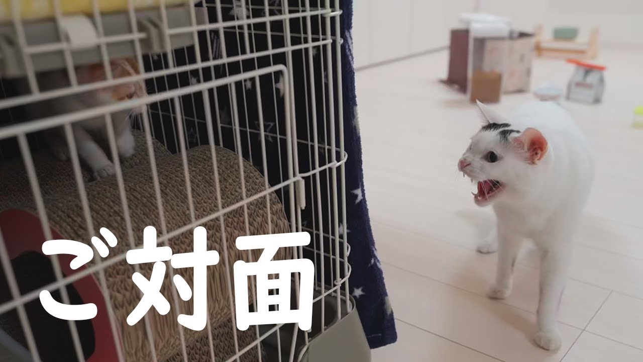 子猫と遭遇した先住猫の反応【まだ2日目です】