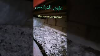 Button mushrooms فطر الأزرار الأبيض بداية الإنتاج @Rawabina22 mushroom shorts